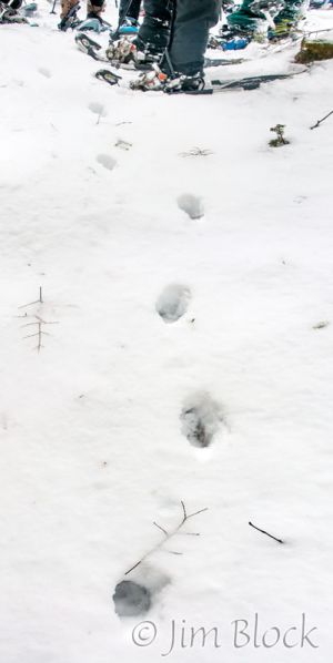 10   DP971--Coyote-Tracks.jpg